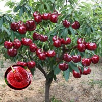 車(chē)?yán)遄訕?shù)苗櫻桃樹(shù)苖南方北方種植盆栽庭院果樹(shù)矮化櫻桃樹(shù)大櫻桃苗